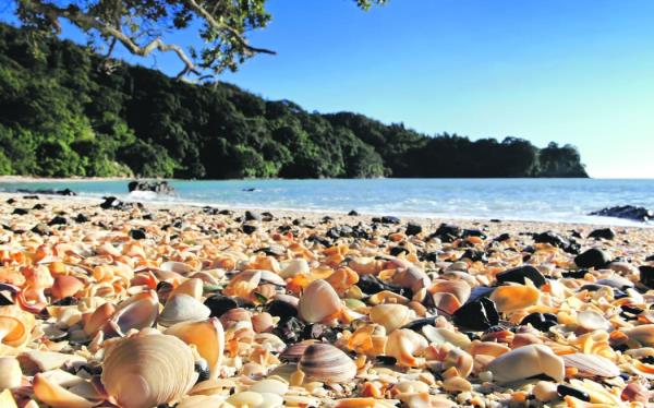 ōtarawairere beach - single use