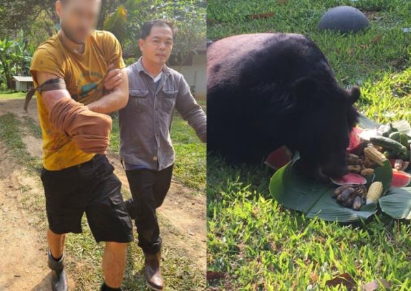Wildlife volunteer in Chiang Mai cuts off own arm to free himself in bear attack 