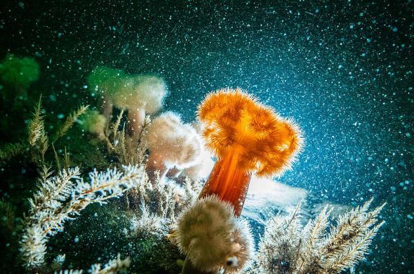 Underwater Sea Life Seen in Borkum Gas Project Research Dive. ? Uli Kunz / Submaris / Greenpeace