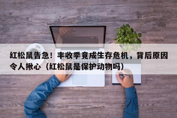 红松鼠告急!丰收季竟成生存危机,背后原因令人揪心(红松鼠是保护动物吗)